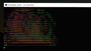 Curl Parrot.live