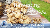 How to Grow Potatoes : Harvest Kennebec Whites Potatoes