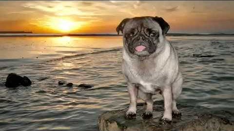 Flickr TV Commercial, 