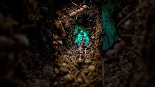 Ant POV Hidden Underground Colony Revealed @Soilithic #macro #ants #microworld #nature #viral