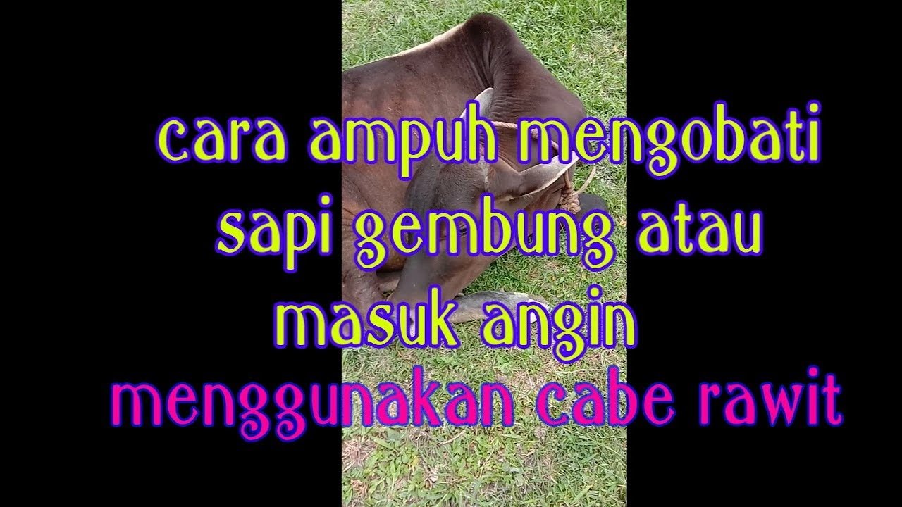 cara ampuh mengobati sapi masuk angin atau well menggunakan cabe rawit
