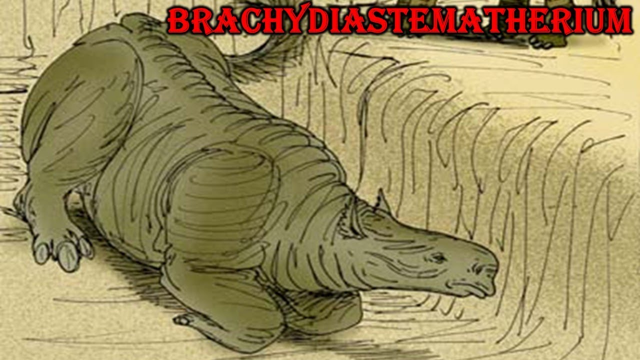 Brachydiastematherium