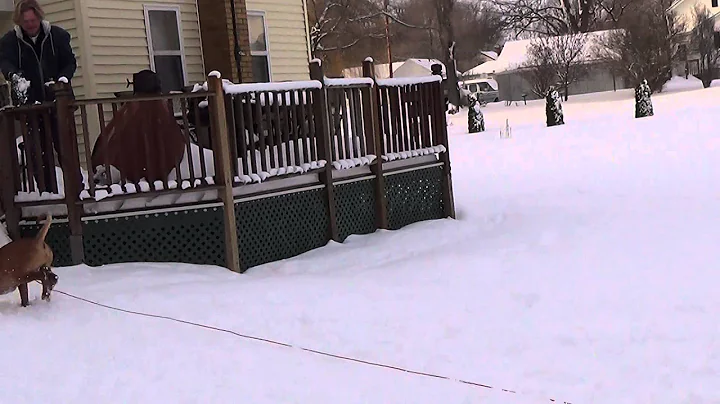 Bullmastiff catching snowballs