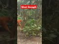 Tiger sighting The Silent Encounter At Corbett #tiger #corbett #jimcorbett #ytshorts #shorts
