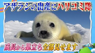 【超かわいい赤ちゃんに密着!】カナダの流氷の上で誕生したアザラシ!そこには知られざる親子の絆が!!