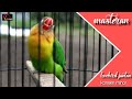 Suara Masteran Ampuh Lovebird Konslet Minor Gacor Ngekek Panjang Mp3 - Mp4 Download