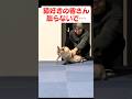 猫好きの皆さん、どうか怒らないでください…