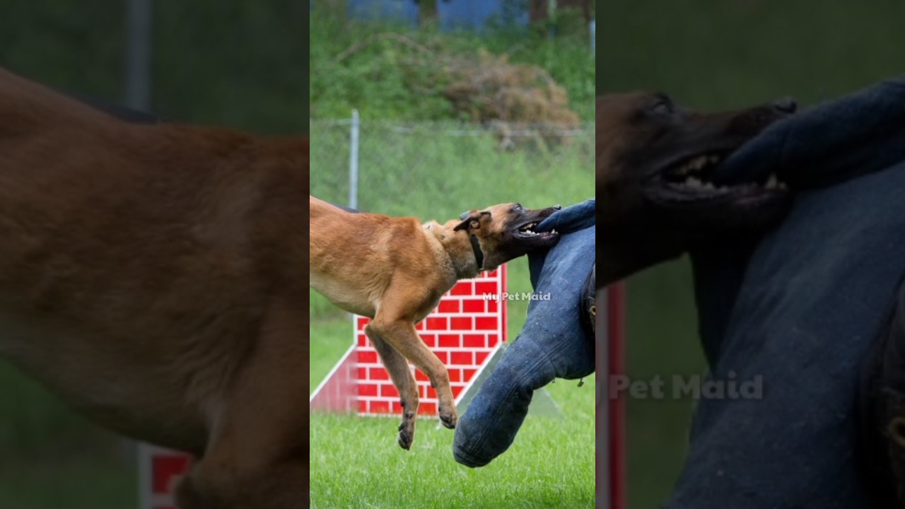 Top 10 Best Smartest Dog Breeds 