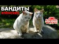 Вкусняшки есть ? А если найдём?! 😼 — Видео о Японии от Пан Гайджин