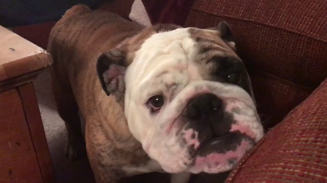 Cranky Bulldog Feels Better After Belching - YouTube