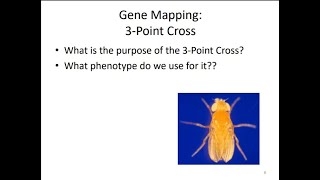 Lab #3 Narrated Lesson Part 2 Genetics Lab 3-Point Cross (Gene Mapping Drosophila) Fruit Flies