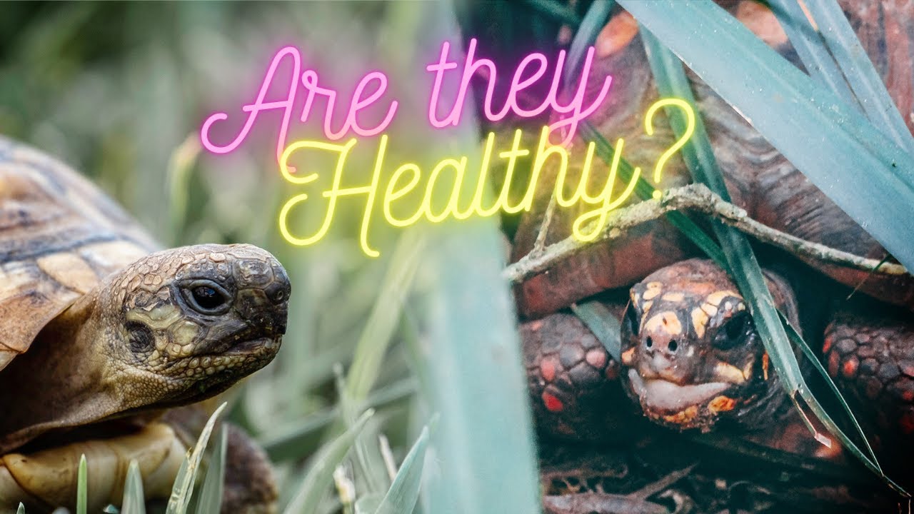 How To Choose a Pet Tortoise or Turtle at the Reptile Show!