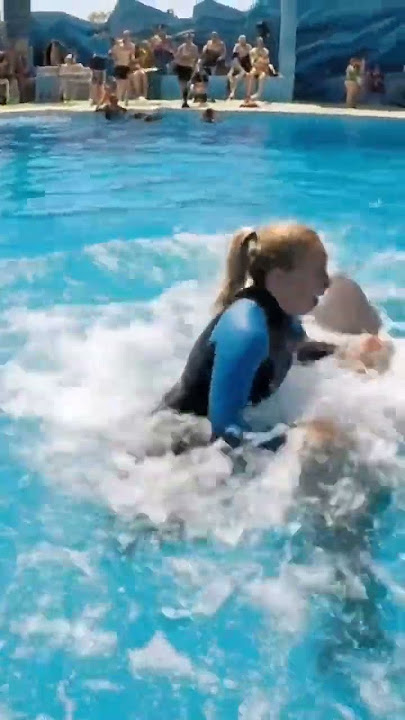 Jessica dolphins attacked