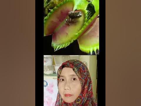  Tiny Frog enters the Flytrap |Reaction| #amazingplant #rareplants # ...