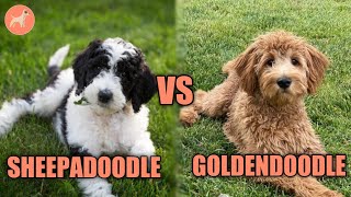 Match Highlights Goldendoodle VS Sheepadoodle: Complete Dog Breed Comparison