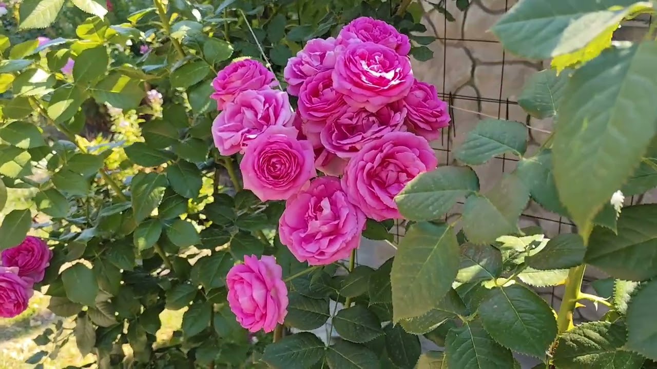НАЙКРАЩІ ТРОЯНДИ ДЛЯ САДУ. Липневе квітування. 