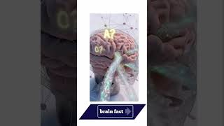 Brain facts #brain #checkiq