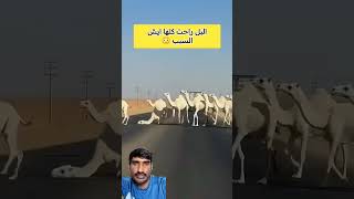 Camel slipping on the road! Camel Slip UAE 🐪⚠️ #Camel #UAE #Shorts #CamelRacing
