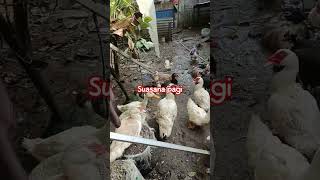 suasana pagi d kandang unggas kampung #entok #ayam #rambon #modalternak #duck