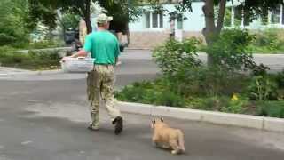 Парк Тайган в Крыму маленький львенок бежит за человеком