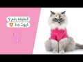 10 حقائق عن القطط الإناث (رقم 9 كيوت 😻)