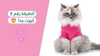 10 حقائق عن القطط الإناث (رقم 9 كيوت 😻)