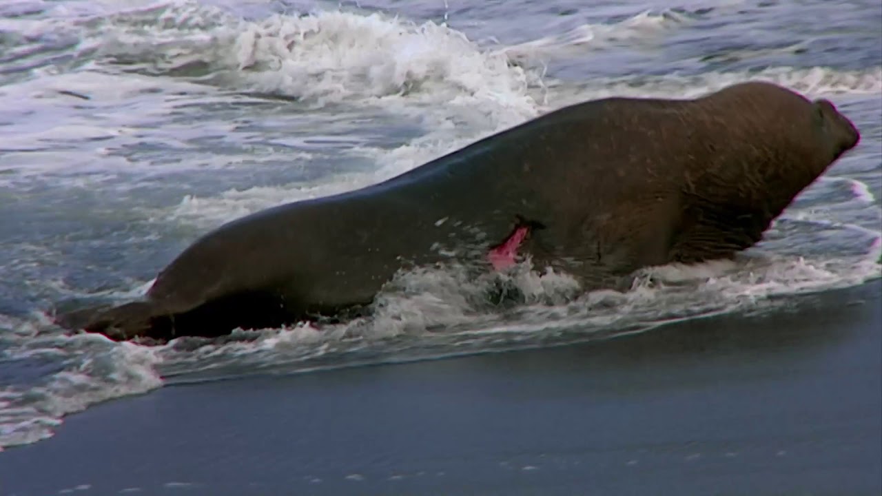 Killer Whales シャチ Japanese Audioシャチ Wildlife Documentary Youtube