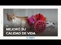 Angelita, la gata que vuelve a caminar gracias a una prótesis impresa en 3D | EL TIEMPO | CEET