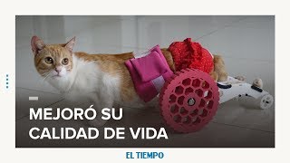 Angelita, la gata que vuelve a caminar gracias a una prótesis impresa en 3D | EL TIEMPO | CEET