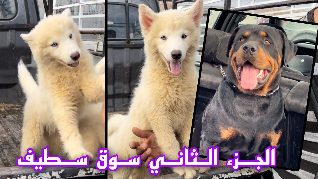 الجزء الثاني من سوق سطيف للكلاب / مشاهدة ممتعة 👌 للجميع