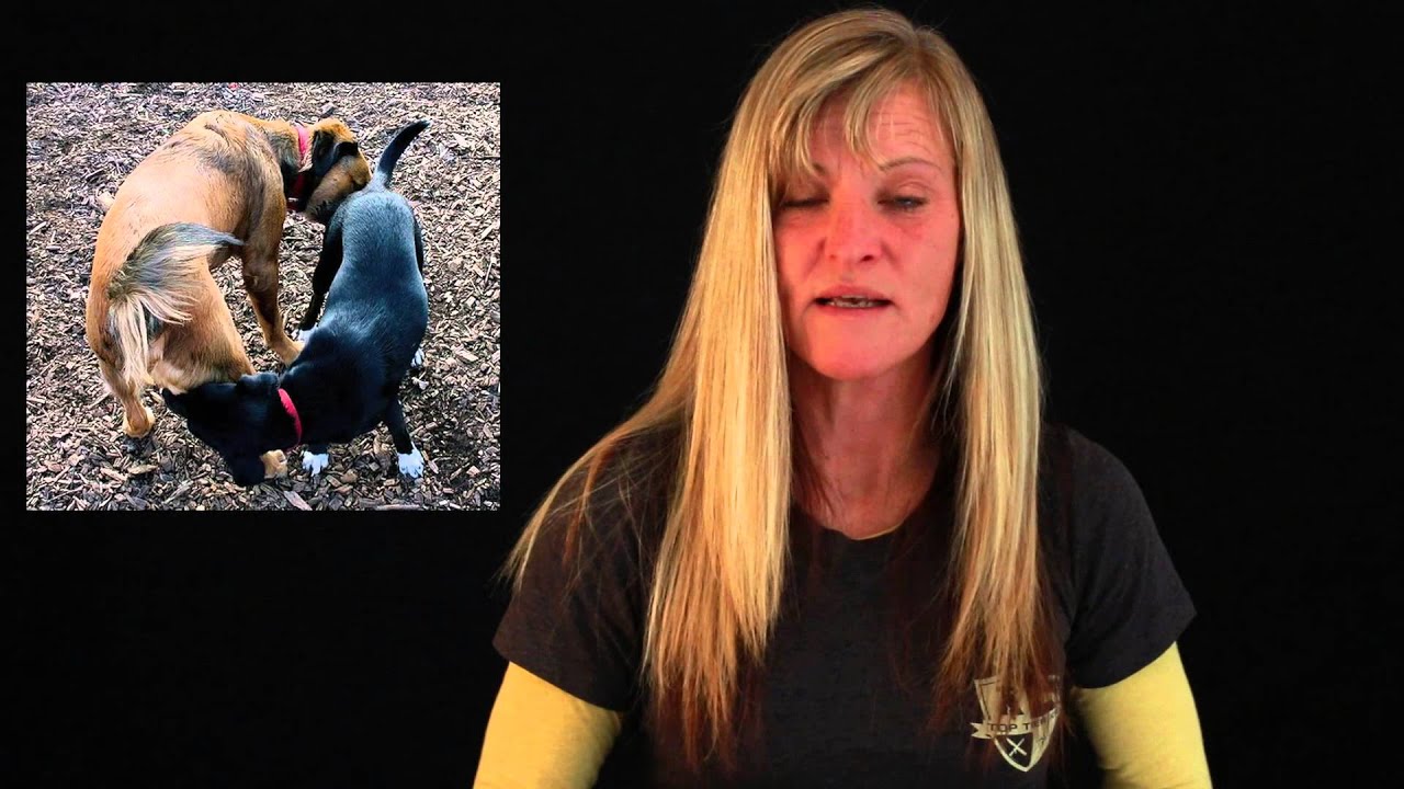The Proper Way for 2 Dogs to Meet YouTube