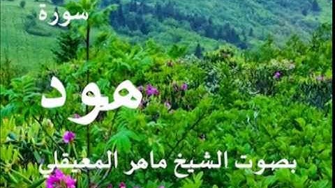سورة هود بصوت الشيخ / ماهر المعيقلي 11