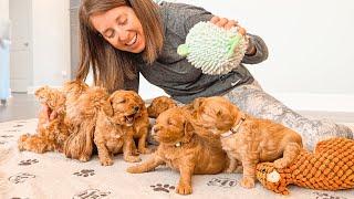 3 Week Old Goldendoodle Puppies Cute Reactions to Various Sounds