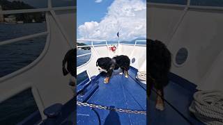 Bernese Mountain Dog on a boat #shorts