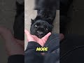 Why Do Cats Suck on Fingers? The Surprising Truth!