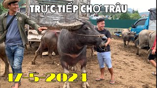 TRỰC TIẾP CHỢ TRÂU BÒ BẮC HÀ NGÀY 17-5-2024 / Diễn biến chợ trâu bò ngựa Tây Bắc