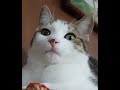 Cat Licking Inaba Churu