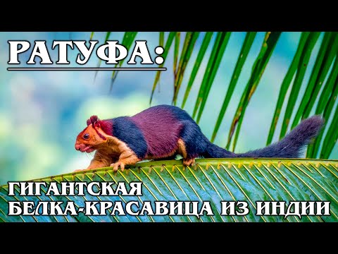 Видео: Гигантска перла