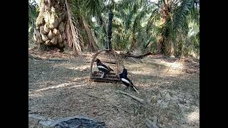 Suara Burung Murai Kampung/Murai Cacing...Si.Romeo Hitam