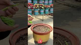 Veggie Hack! 🌿 Water Spinach Cuttings Guide 📖 Plant & Thrive! Harvest Non-Stop 🌱