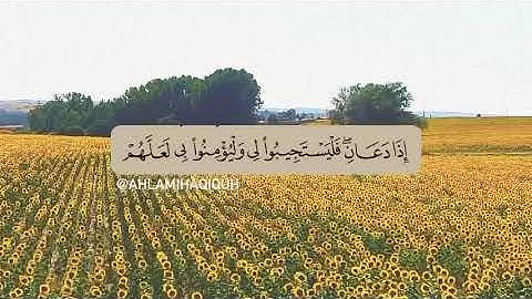 وإذا سألك عبادي عني فإني قريب أجيب دعوة الداع إذا دعان فليستجيبوا | الآية 186 من سورة البقر