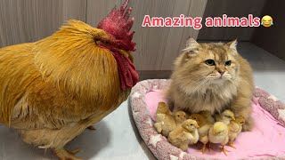 So funny cute!The chick abandons the hen and cries for the cat to hold it tight!Rooster helpless