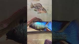 Фоссорихромис ростратус (Fossorochromis rostratus) #cichlid #fish #aquarium #aquariumfish