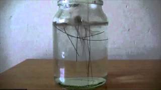 Memory Metal Wire Untwists Itself When Dropped Into Hot Water
