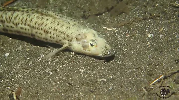 Dangerous Animals The Bobbit Worm