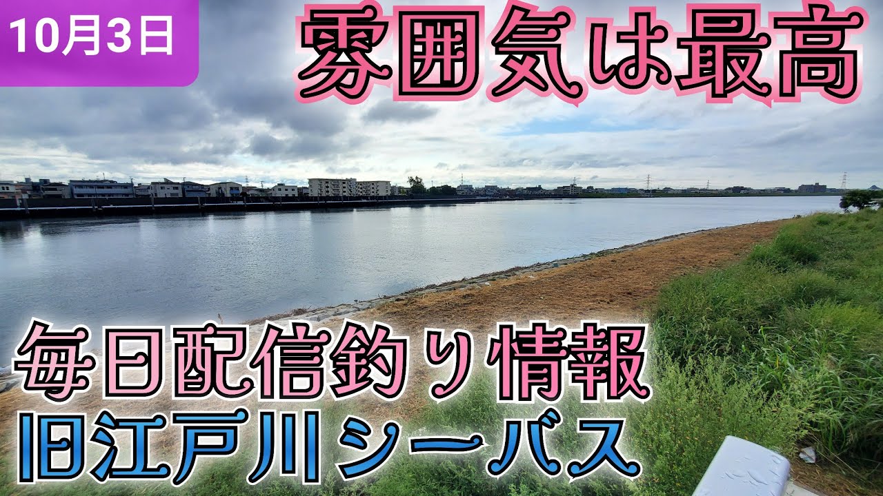 速報】旧江戸川シーバス情報！雰囲気はよい - YouTube