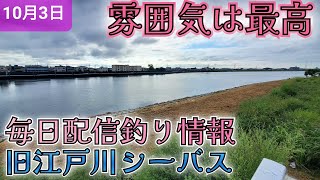 速報】旧江戸川シーバス情報！雰囲気はよい - YouTube