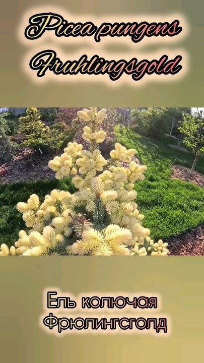 Редкие хвойные🔥Picea pungens Fruhlingsgold🌲Ель колючая Фрюлингсголд # ...