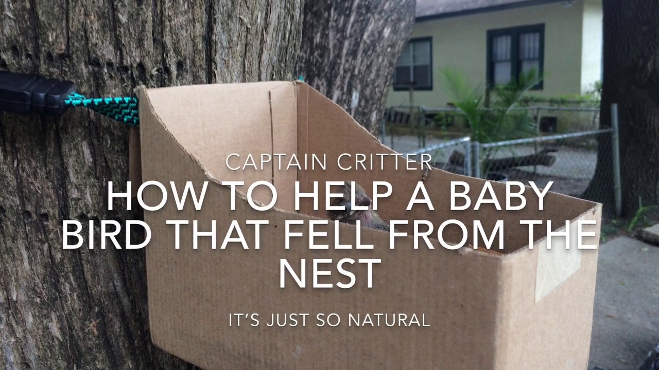 HOW TO HELP A BABY BIRD THAT FELL FROM THE NEST - YouTube