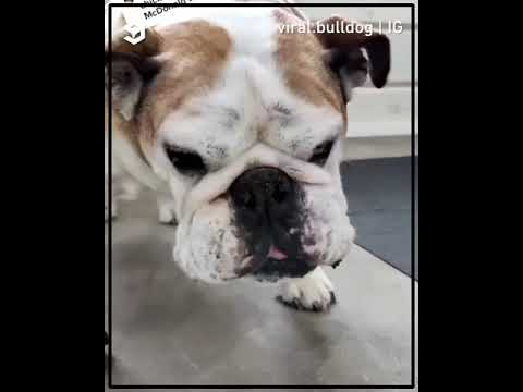 Video: Un comprimat cu statină ar face rău unui câine?